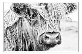 Poster  Highland cattle - Art Couture