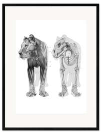 Inramat konsttryck  Anatomi av ett lejon II - Wunderkammer Collection