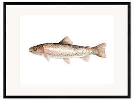 Inramat konsttryck  Rainbow trout - Mantika Studio